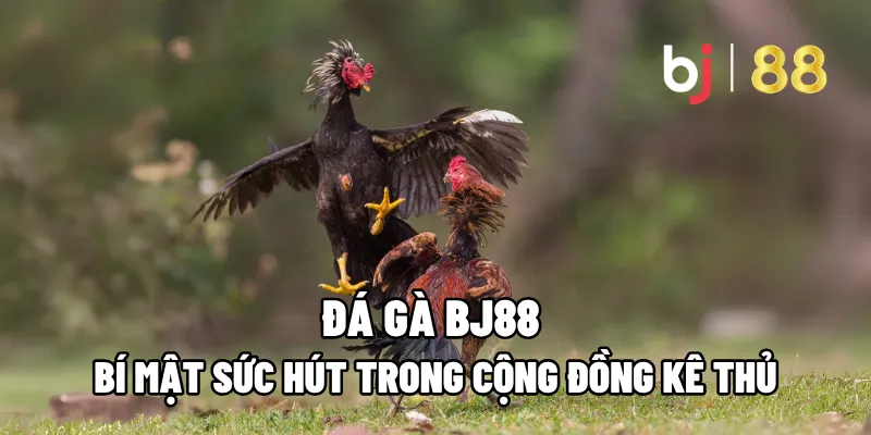 Đá Gà BJ88 – Bí Mật Sức Hút Trong Cộng Đồng Kê Thủ 1 da ga bj88