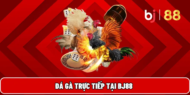 Đá gà trực tiếp tại BJ88