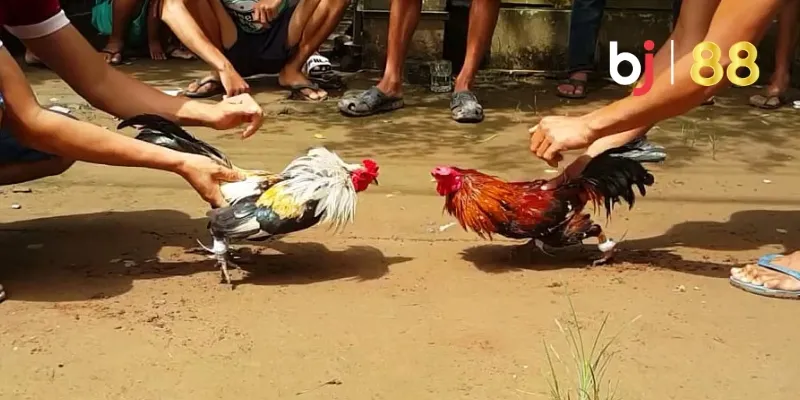 Huấn Luyện Gà Chọi Đúng Cách Để Phát Huy Tối Đa Khả Năng 3 Giai đoạn tăng cường thể lực