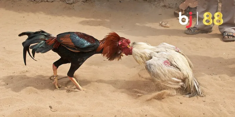 Các Thế Đá Gà Nổi Bật Và Đặc Điểm Của Từng Lối Đá 2 Khái niệm thế đá gà
