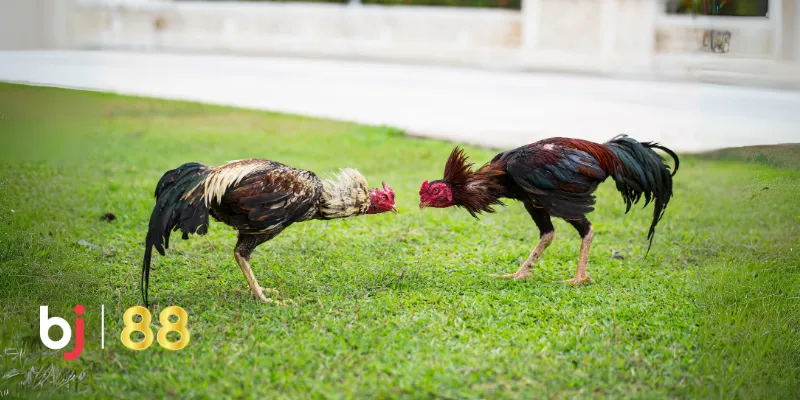 Đá Gà BJ88 – Bí Mật Sức Hút Trong Cộng Đồng Kê Thủ 3 Nhiều chương trình ưu đãi